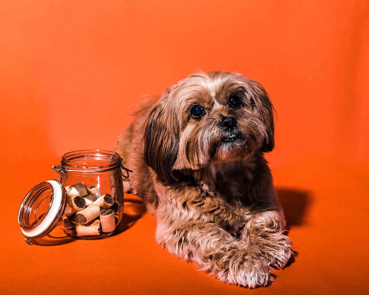 The Benefits Of Buying Delicious, Nutritious Dog Treats From Amazon!