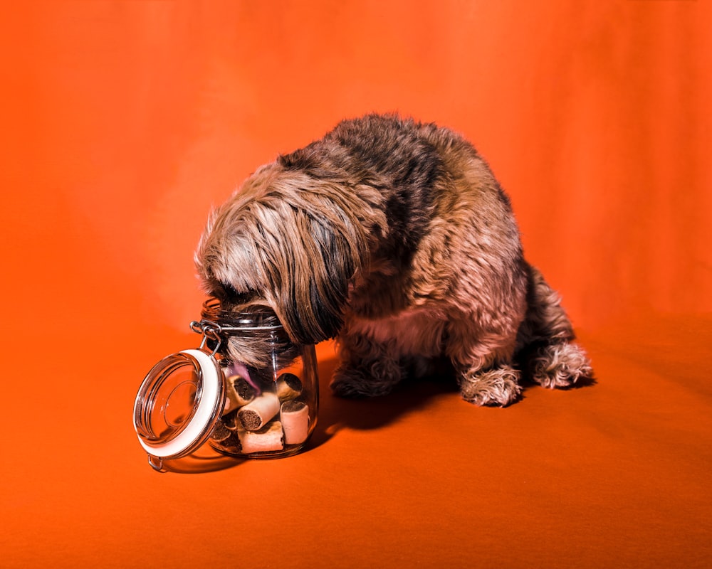 茶色と黒のロングコートの小型犬