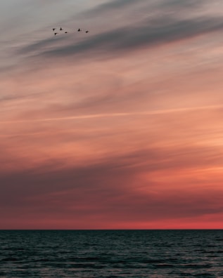 Sunset view over the calm marine zone with silhouettes of seabirds flying
