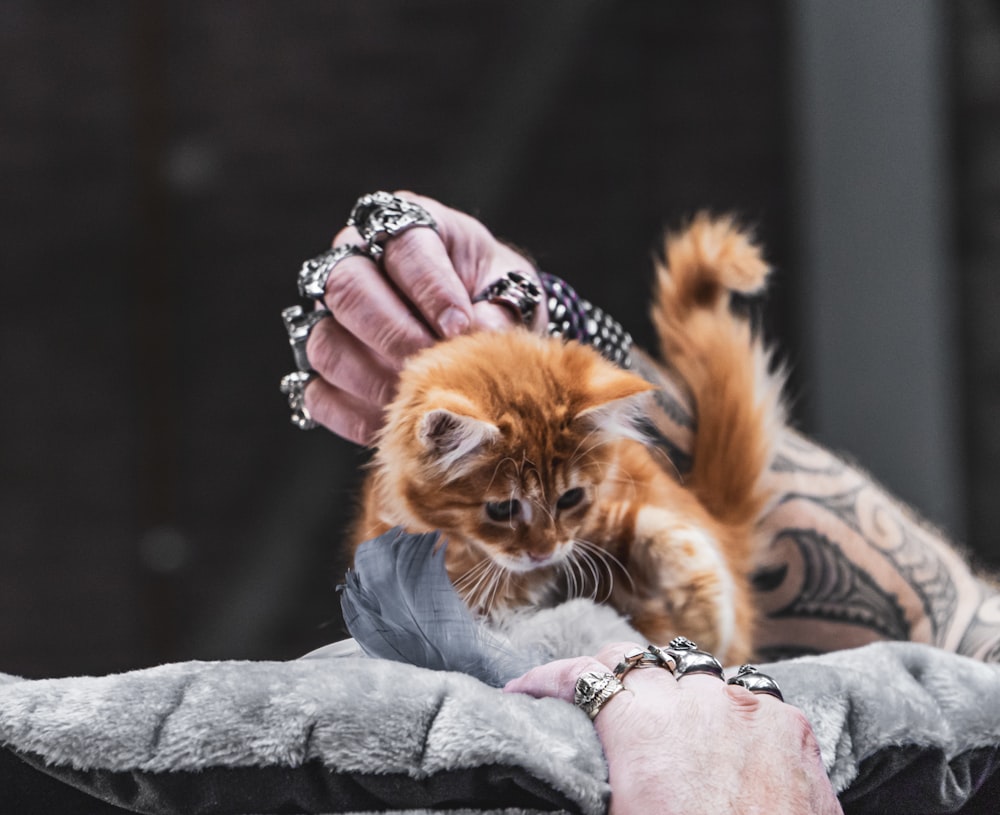 orange tabby cat on gray textile