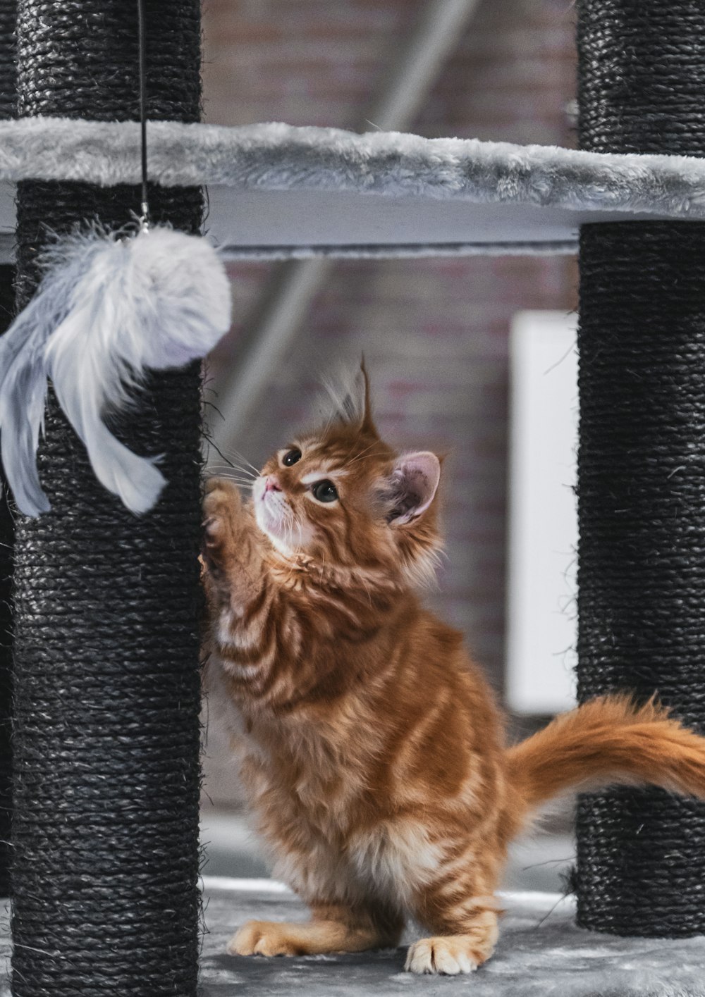 Premium Photo  A small gray kitten plays with toy on a fishing rod cat toys