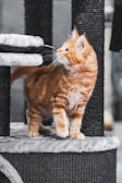 An orange tabby kitten with white paws and chest stands on a multi-tiered cat tower. The kitten is looking curiously at a black dangling toy attached to the structure. The background is a soft blur, emphasizing the playful scene.
