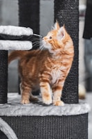 A playful kitten exploring a stylish cat tower.