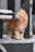 An orange tabby kitten with white paws and chest stands on a multi-tiered cat tower. The kitten is looking curiously at a black dangling toy attached to the structure. The background is a soft blur, emphasizing the playful scene.