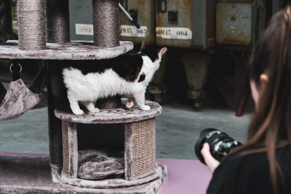 a woman taking a picture of a cat on a cat tree