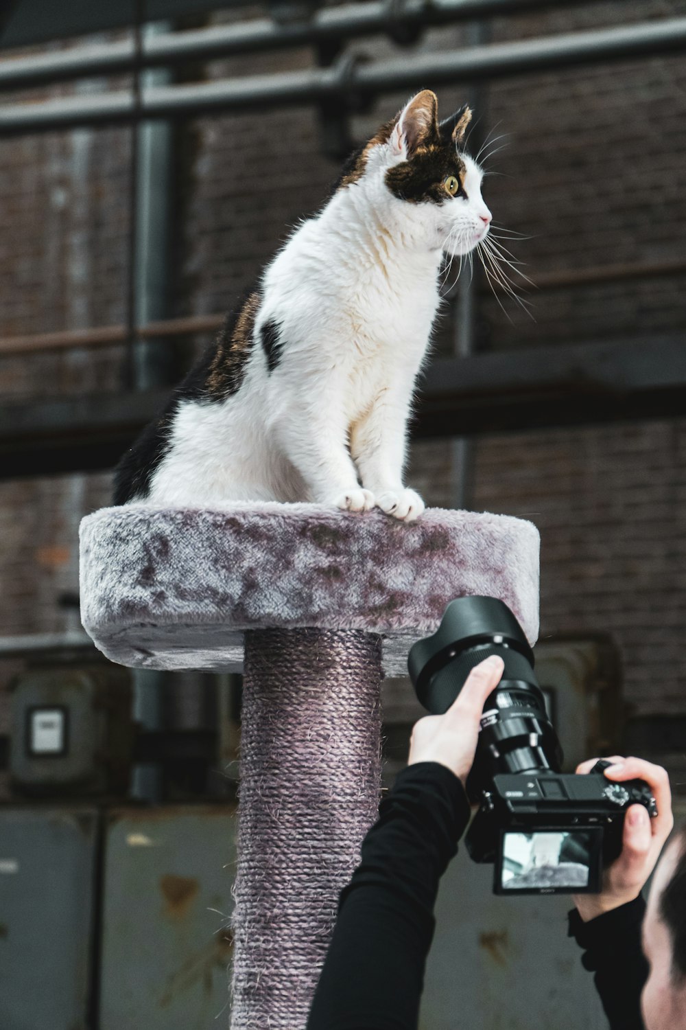 weiße und schwarze Katze auf schwarzem und grauem Betonpfosten