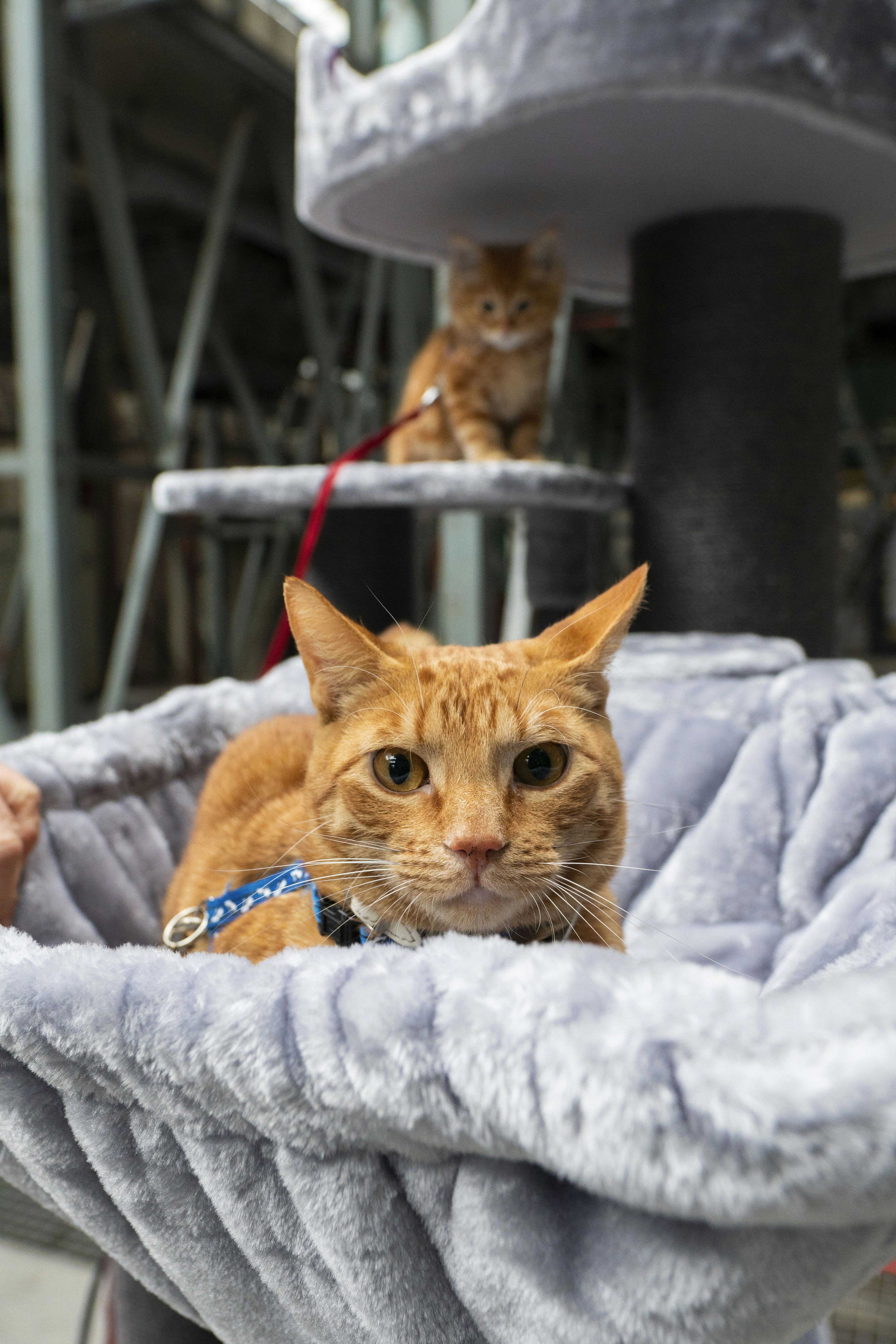 orange tabby cat on gray textile