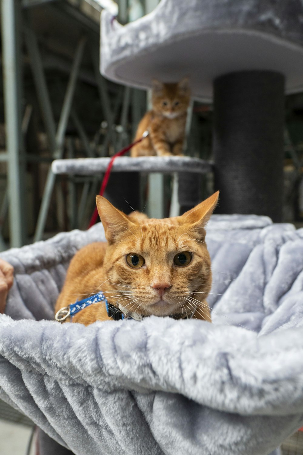 orange Tabby Cat auf grauem Textil