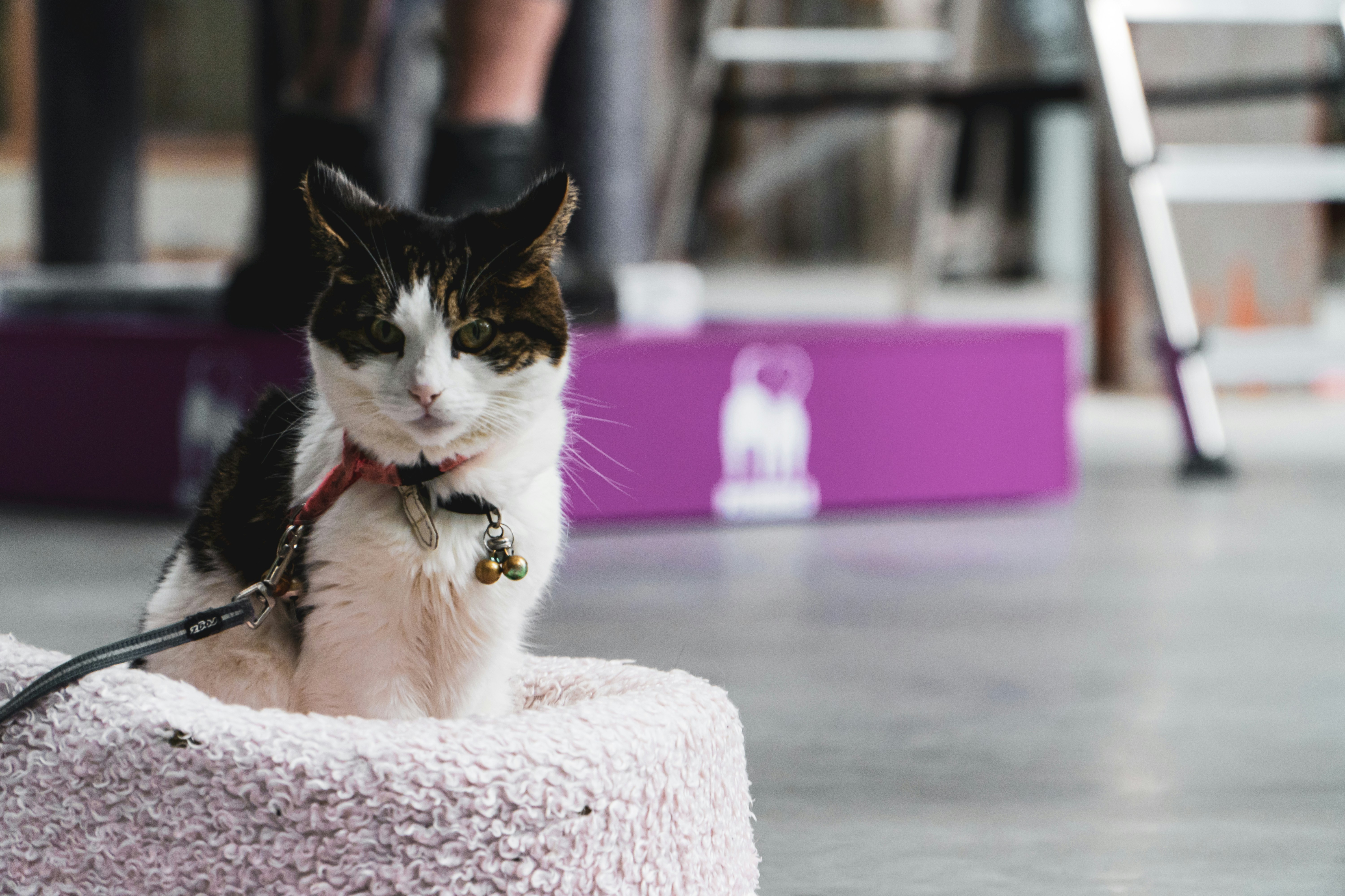 photo 1616493943492 810ad7a1f37c?crop=entropy&cs=srgb&fm=jpg&ixid=M3w0MDY0MzJ8MHwxfHNlYXJjaHw3fHxNYWluZSUyMENvb258ZW58MHwwfHx8MTcyNTk3MjM1N3ww&ixlib=rb 4.0