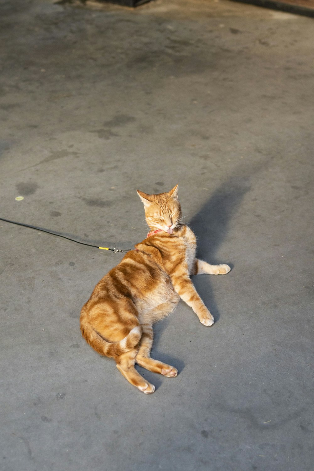 orangefarbene Tabby-Katze auf dem Boden liegend