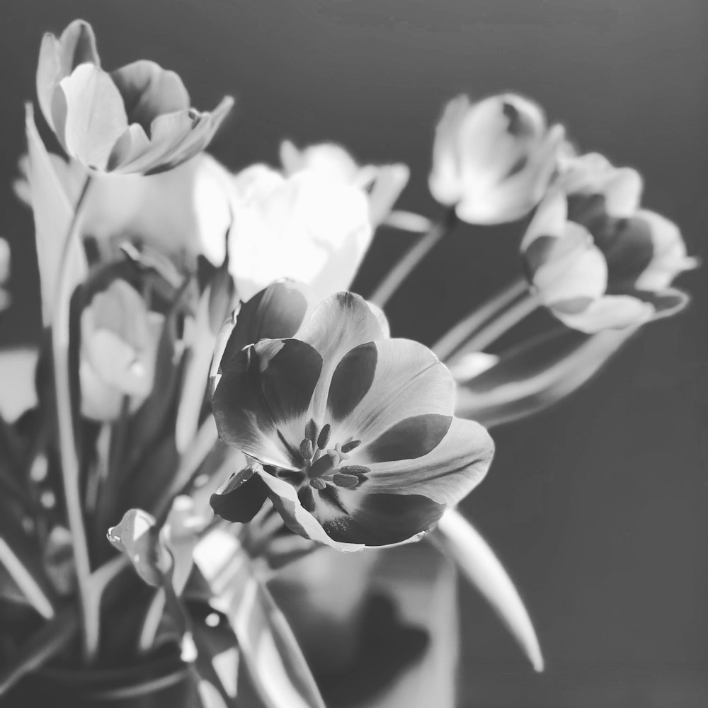 grayscale photo of white flowers