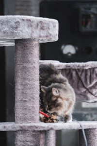Modern Cat Tree