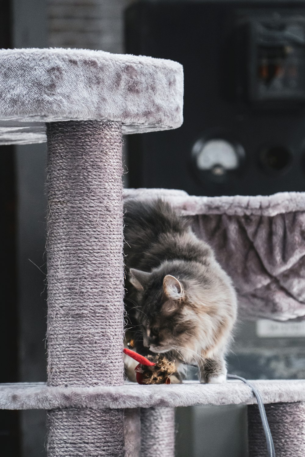 brown and black cat on gray cat tree