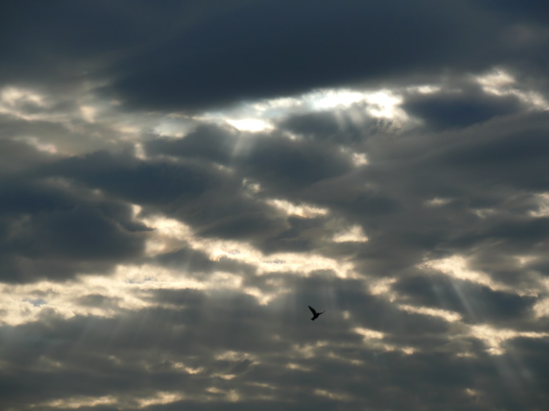 silhouette of bird flying under cloudy sky during daytime