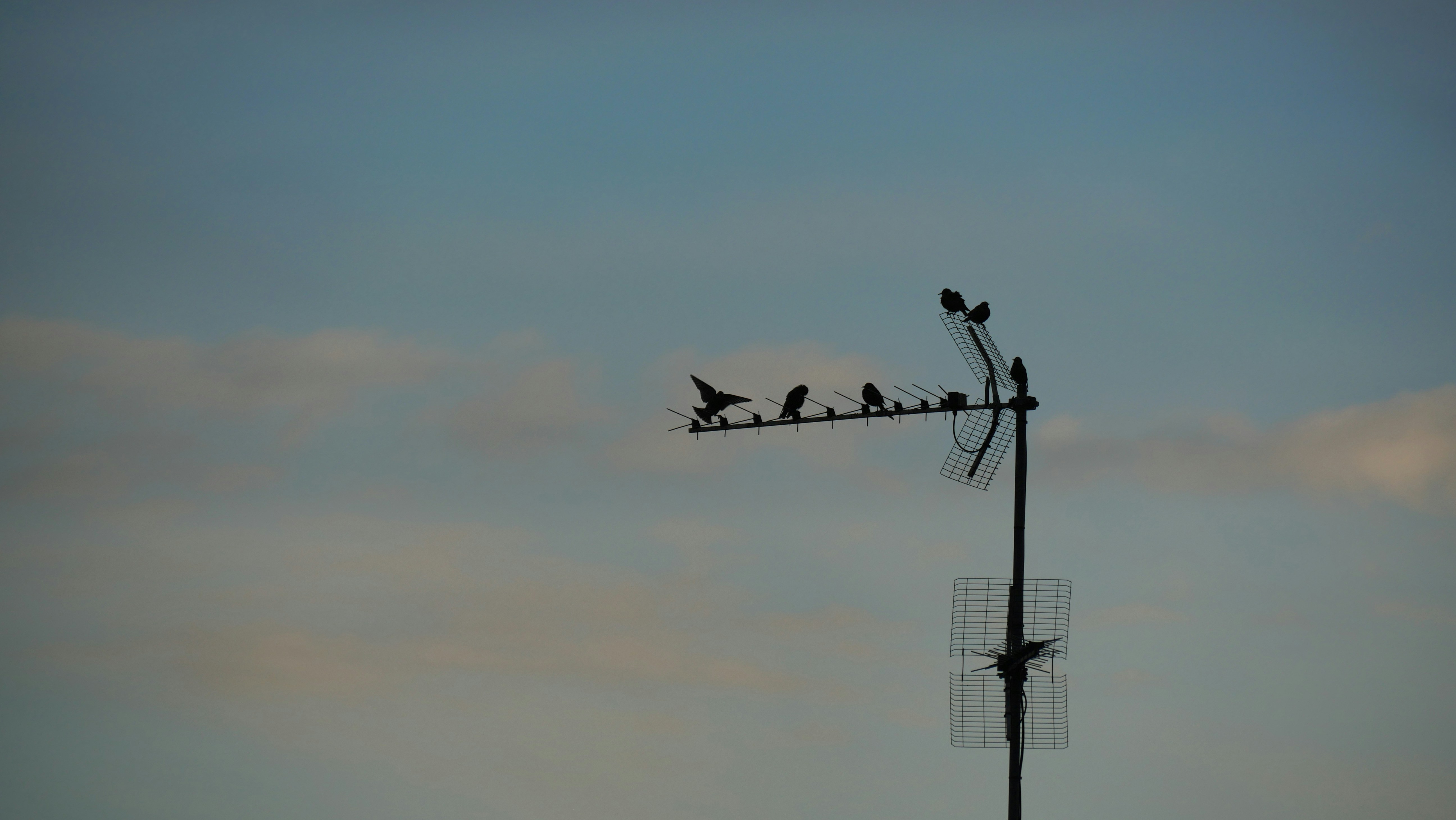 Photo by nimbus_vulpis