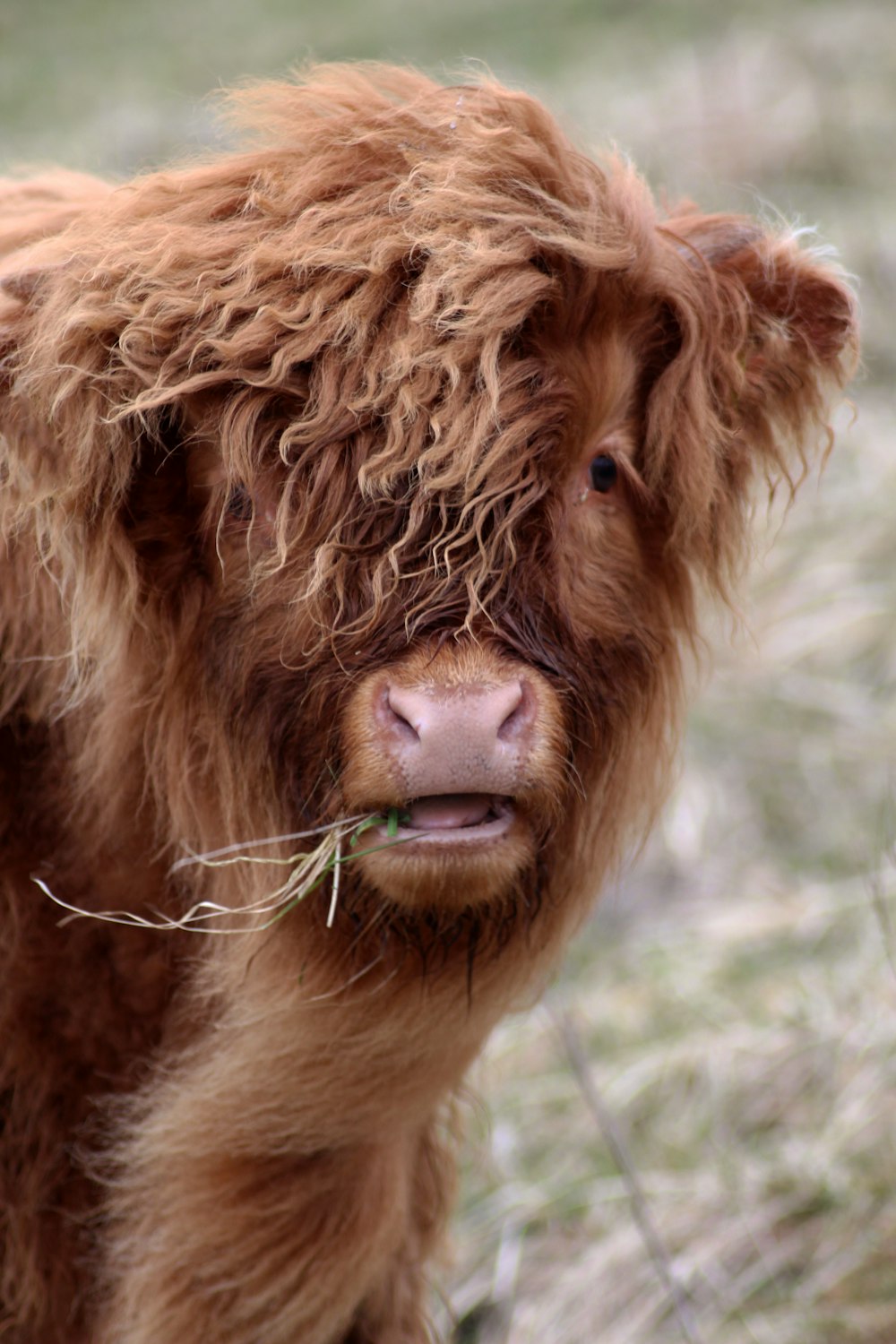 brown yak on green grass during daytime