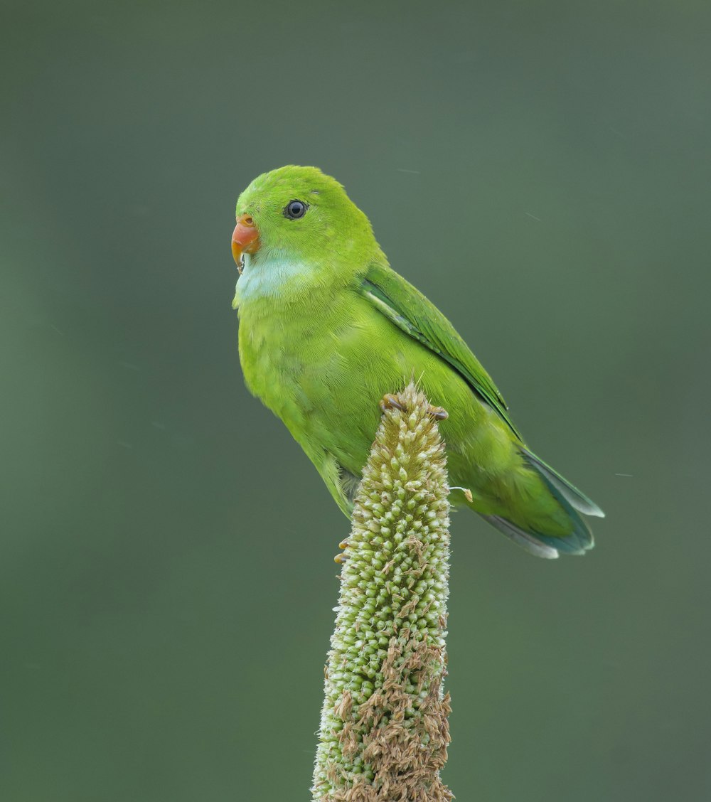 茶色の木の枝に緑と黄色の鳥