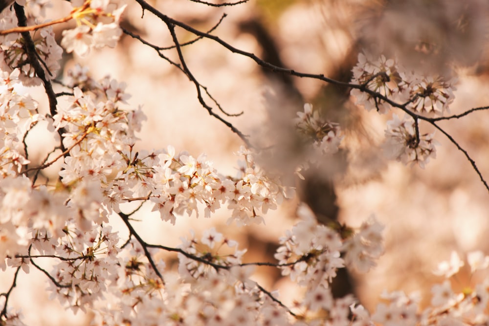 white cherry blossom in close up photography