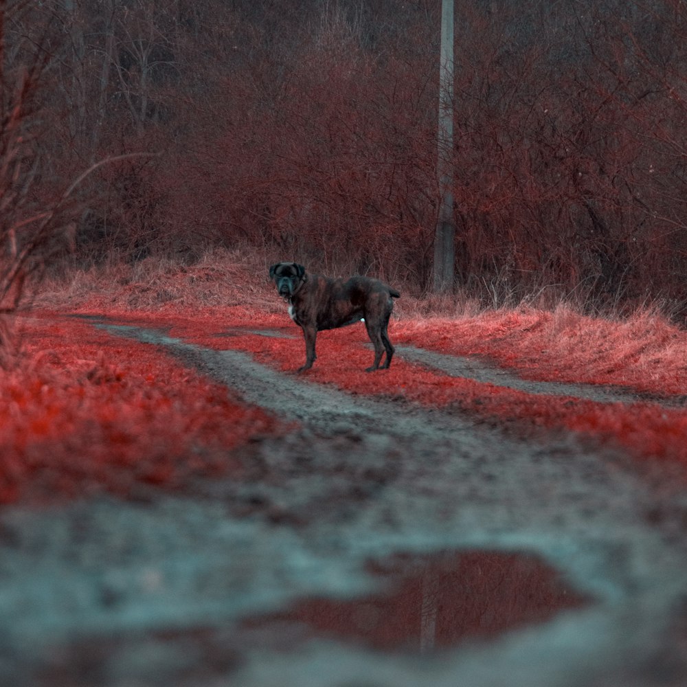 black short coated dog on brown field during daytime