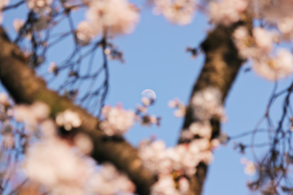 white cherry blossom tree during daytime