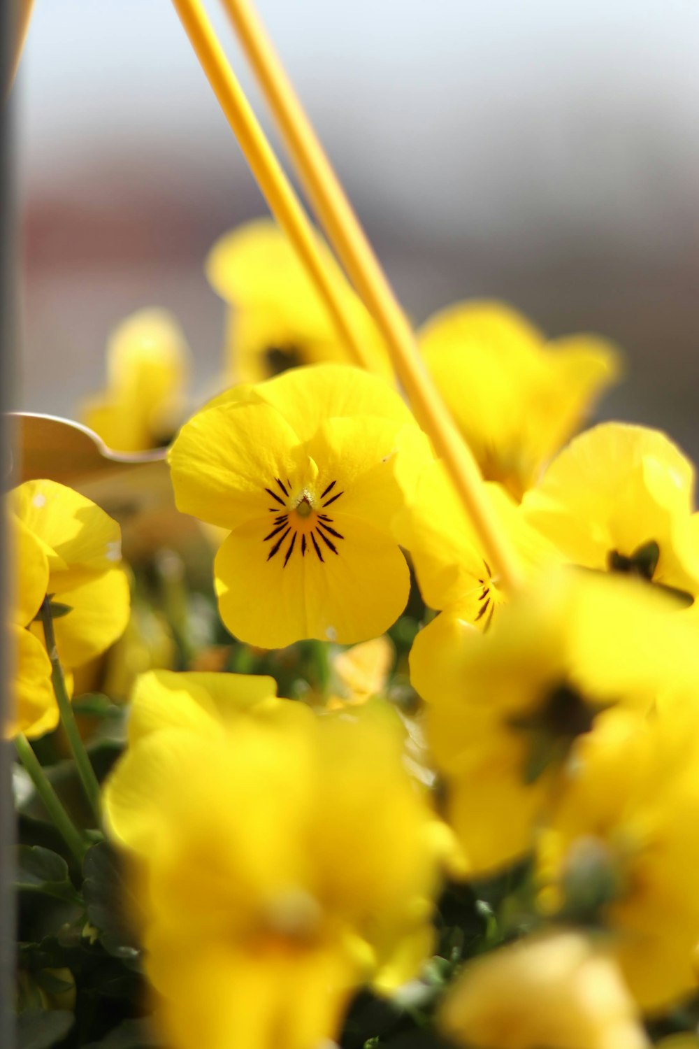 narcisos amarelos em flor durante o dia