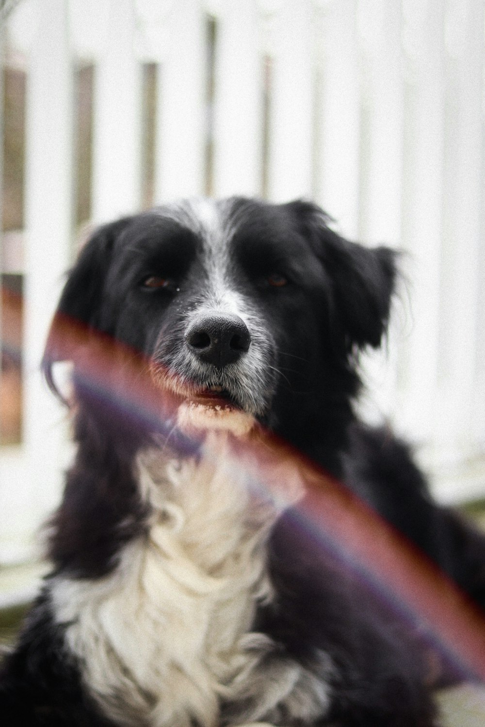 black and white border collie puppy