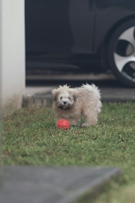 A fluffy, light-colored puppy stands on a grassy lawn, facing the camera. In front of the puppy lies a small, red rubber ball. In the background, the partially visible wheel of a dark-colored car and a wall create an outdoor setting.