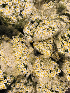 A collection of small white daisies with bright yellow centers, densely packed together and wrapped in clear plastic. The flowers are abundant, creating a lush and vibrant display.