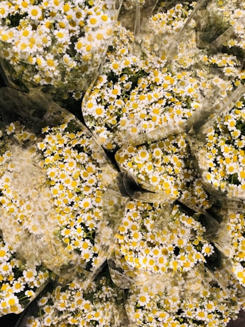 A collection of small white daisies with bright yellow centers, densely packed together and wrapped in clear plastic. The flowers are abundant, creating a lush and vibrant display.