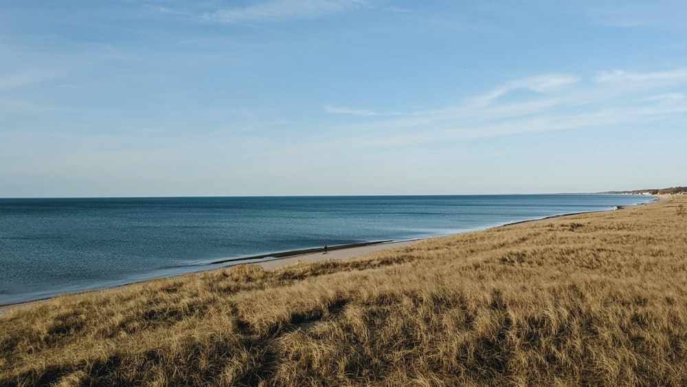 brown grass field near body of water during daytime