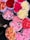 Multiple bouquets of vibrant flowers in various colors are arranged closely together. The flowers include shades of red, pink, white, and peach. They appear fresh and are gathered in translucent paper wrappers.