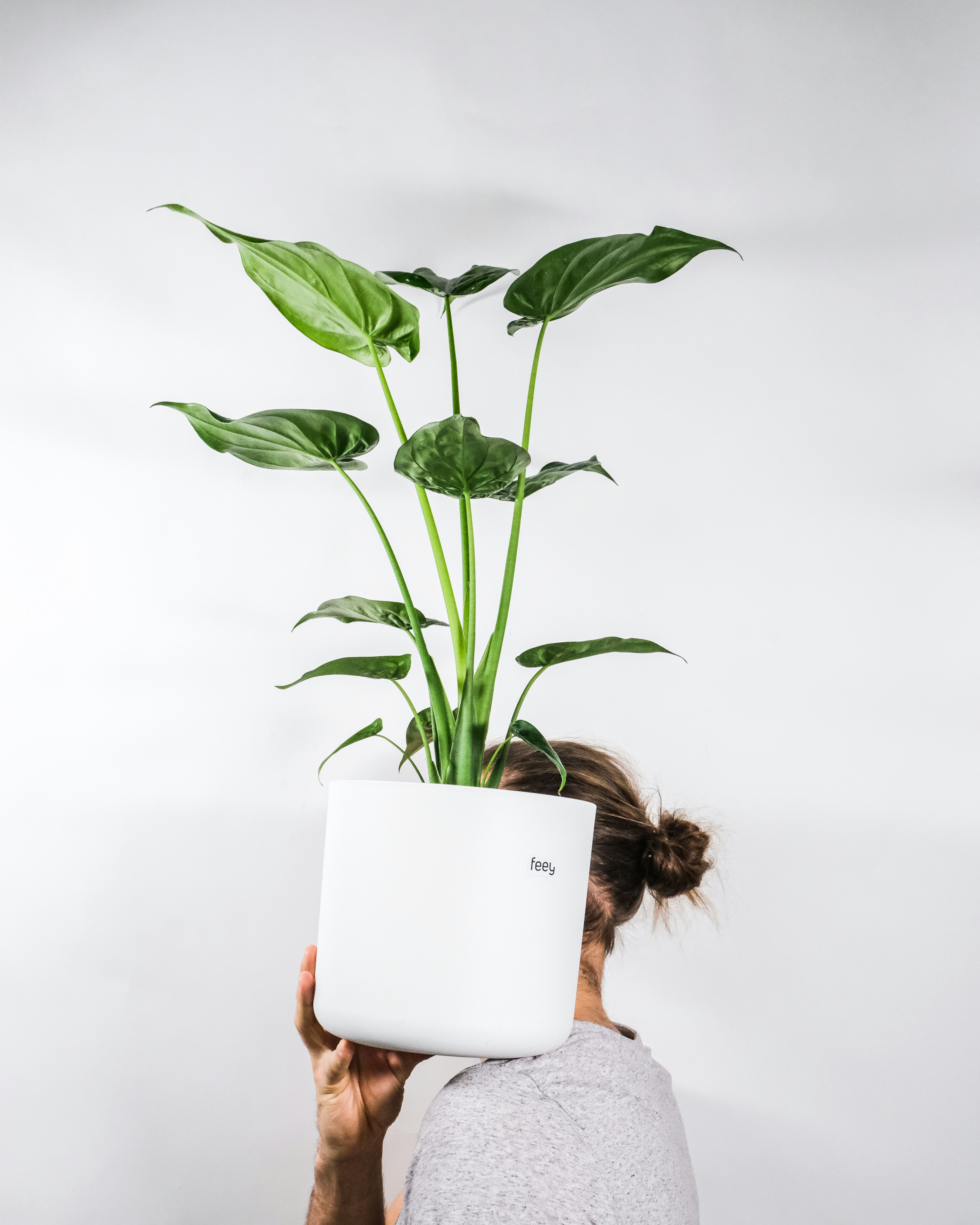 person holding white ceramic mug with green plant