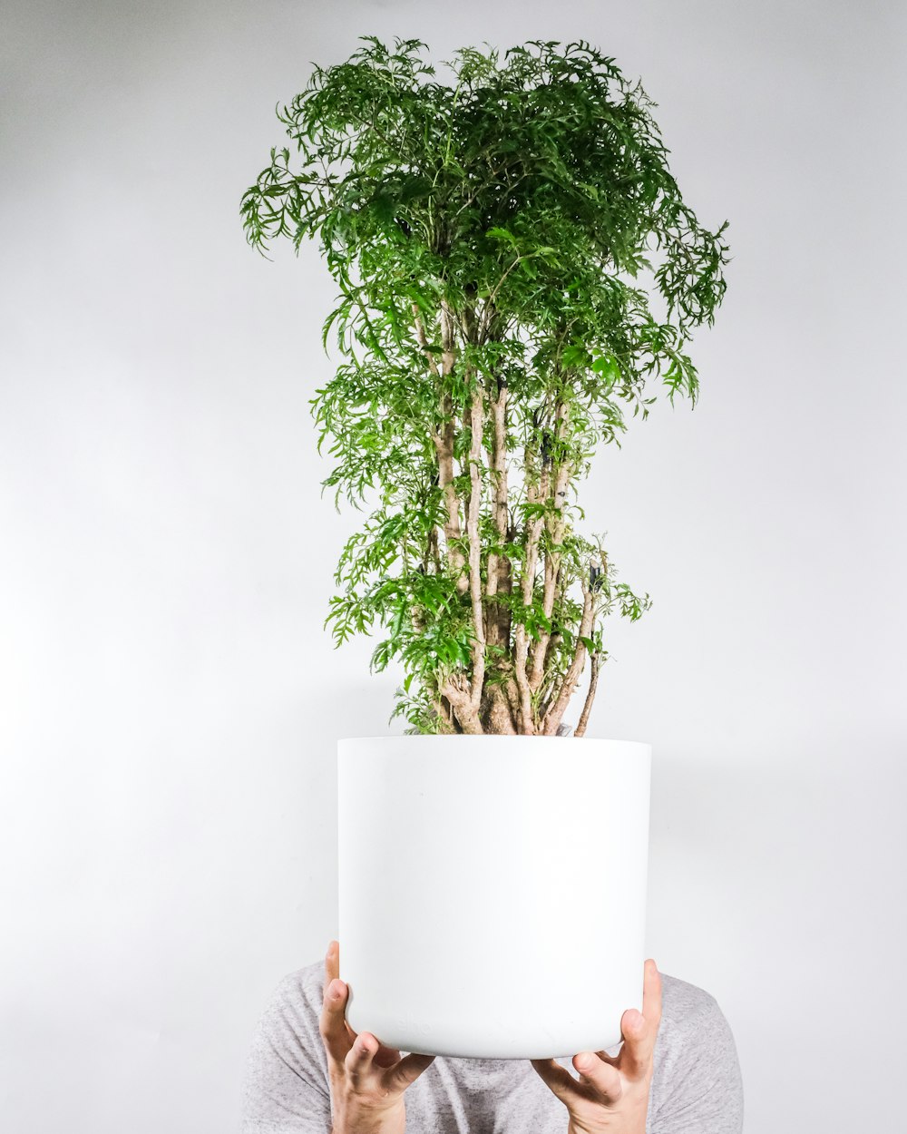 green plant on white ceramic pot