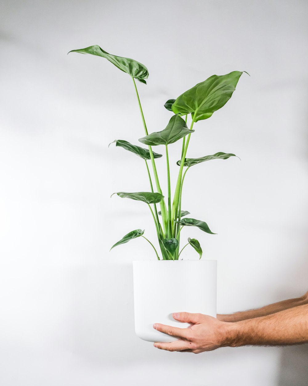 person holding green plant in white ceramic vase