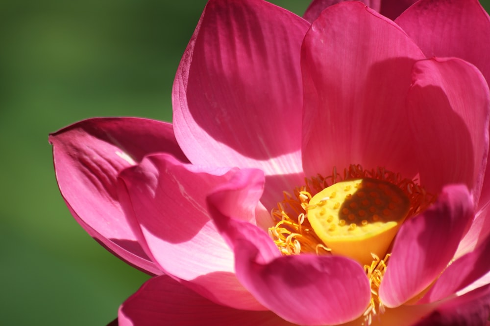 pink and yellow flower in macro shot