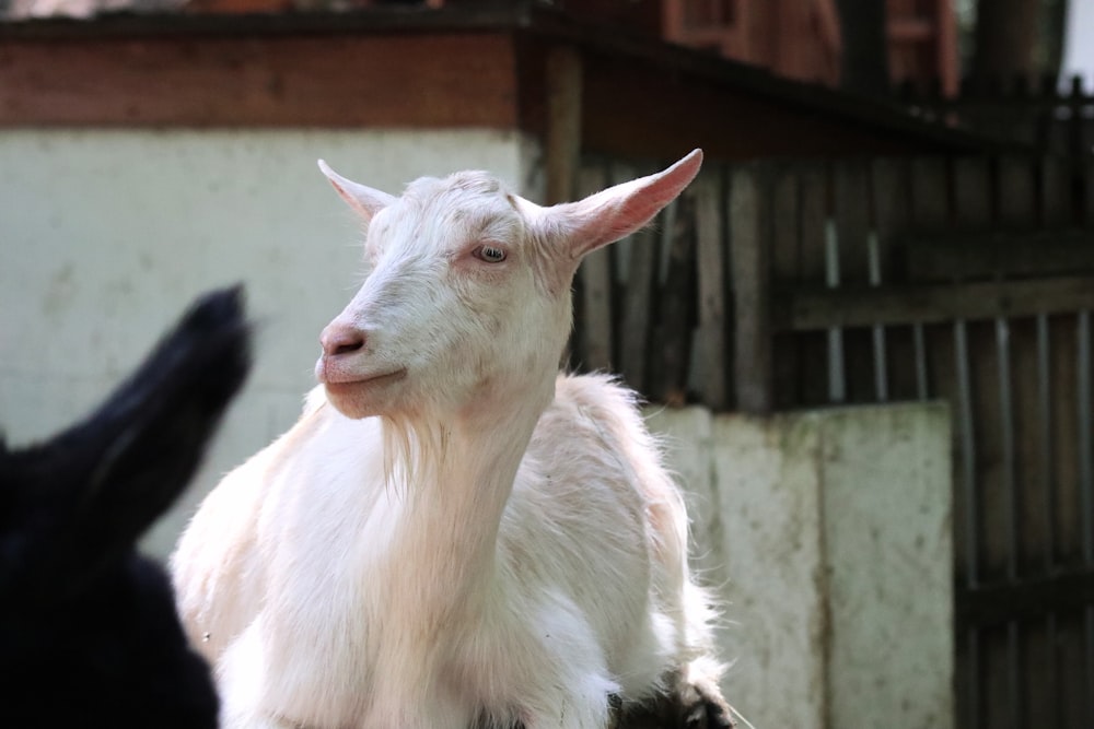 white goat standing on brown wooden fence during daytime