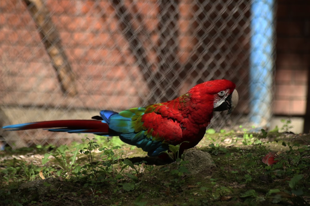 red and blue parrot on brown tree branch