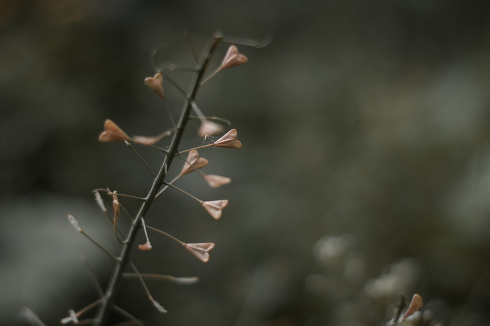 brown leaves in tilt shift lens