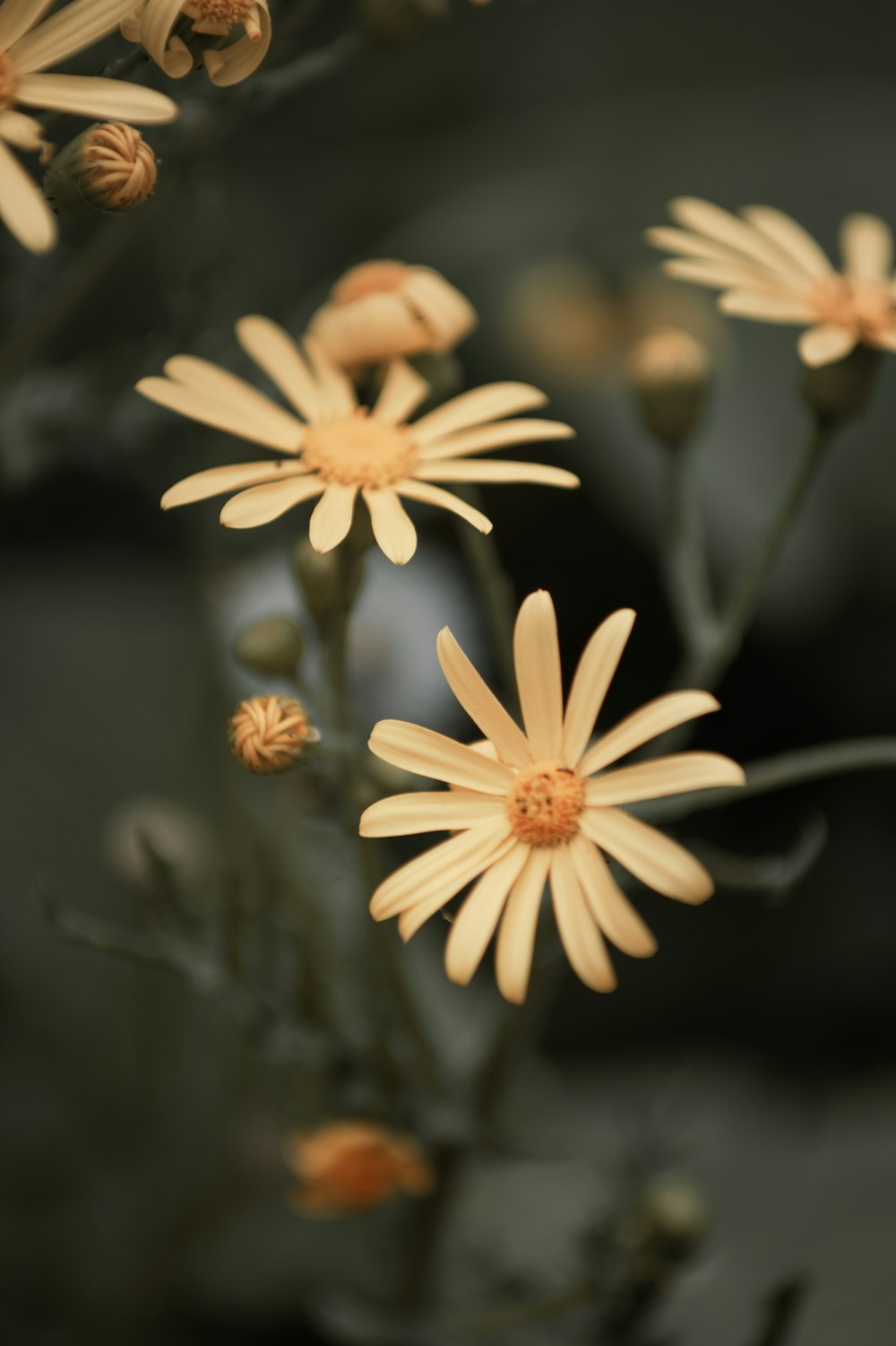 white and yellow flower in tilt shift lens