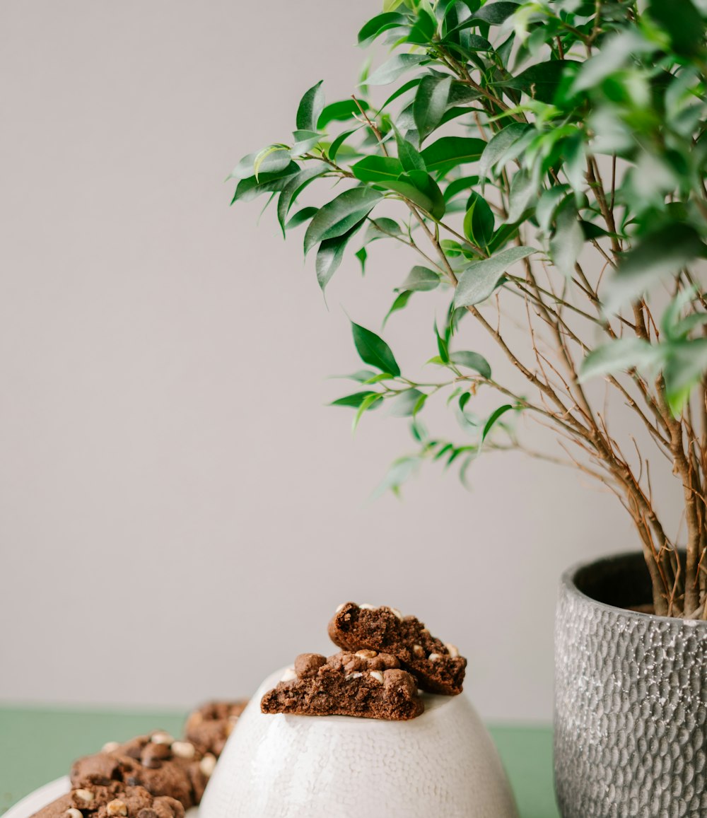 green plant on white ceramic pot