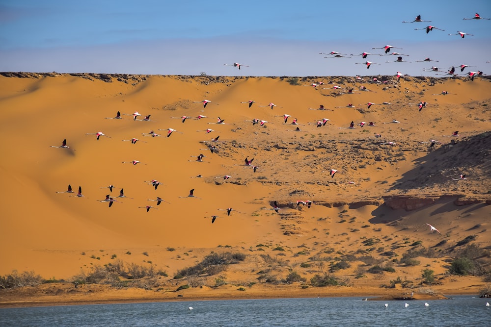 flock of birds flying over the sea during daytime