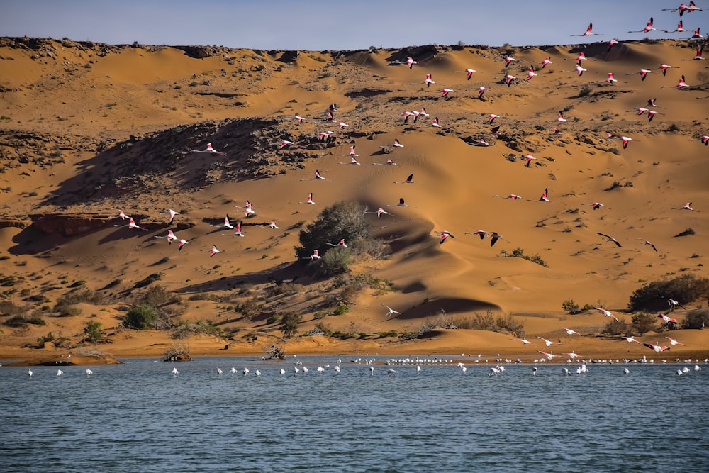 birds flying over the sea during daytime