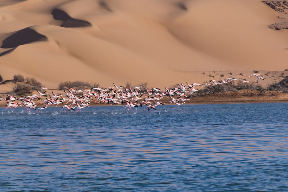 flock of birds flying over the sea during daytime