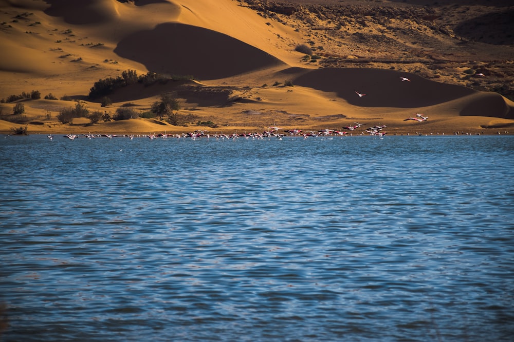 body of water during daytime