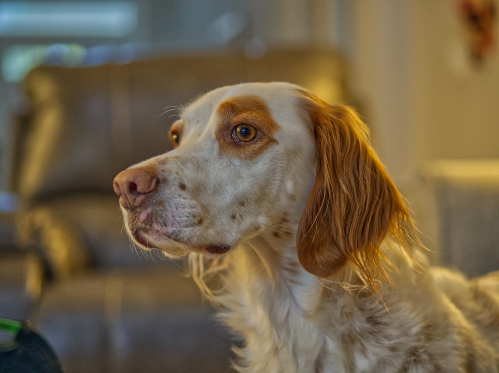 white and brown long coated dog