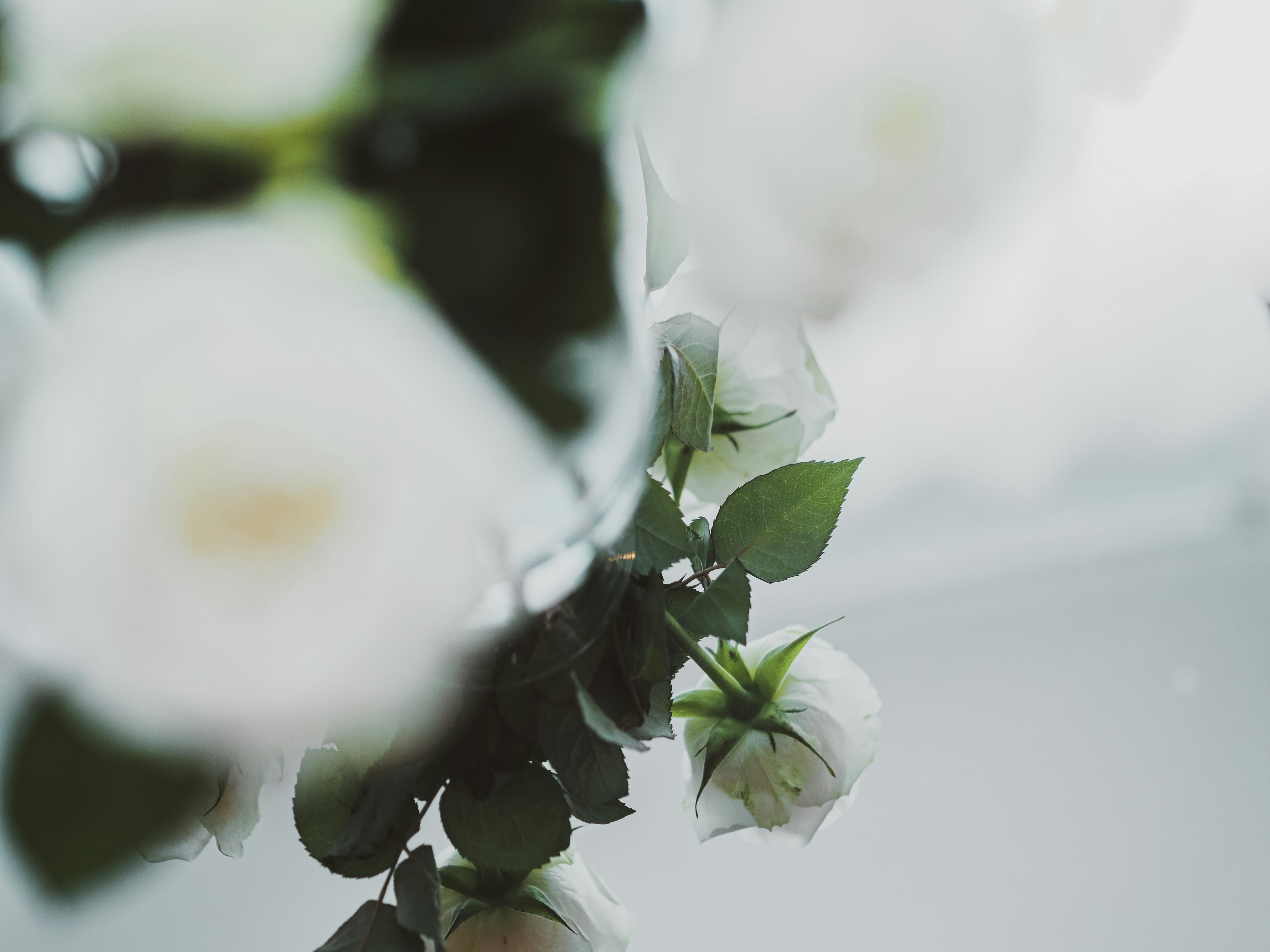 Photo by laurachouette