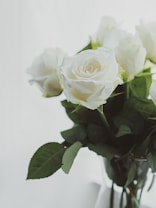 A bouquet of white roses is displayed against a light background, with lush green leaves providing contrast. The soft lighting creates a gentle and serene atmosphere.