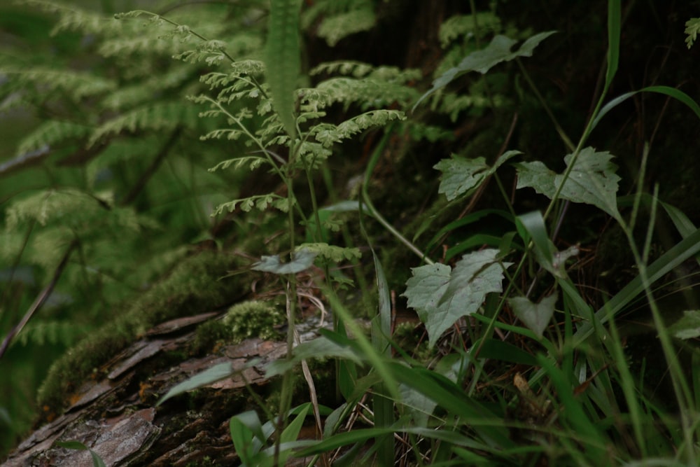 green fern plant on brown soil