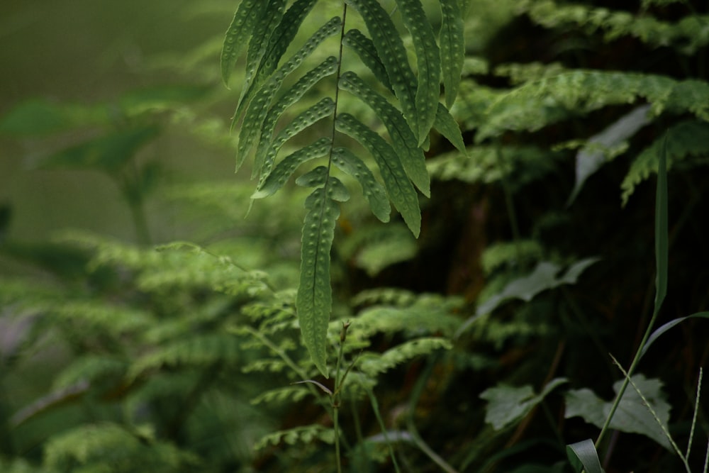 Planta de helecho verde en fotografía de primer plano