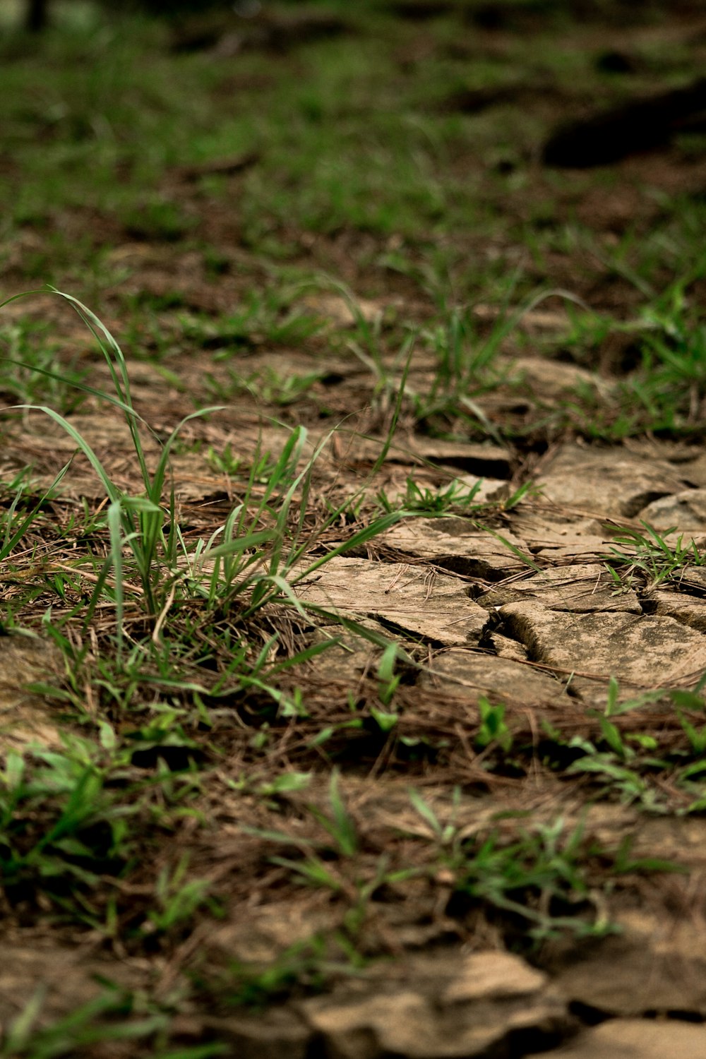 brown dried leaves on ground